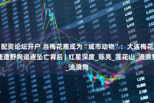配资论坛开户 当梅花鹿成为“城市动物”：大连梅花鹿遭野狗追逐坠亡背后 | 红星深度_陈亮_莲花山_流浪狗